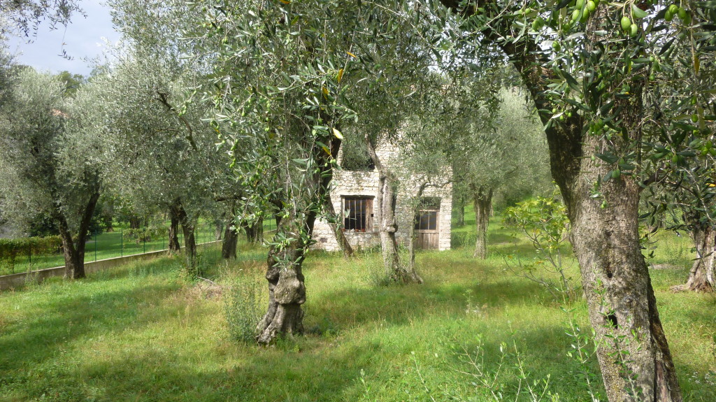 Oberhalb von Malcesine, toller, verwilderter Garten ...