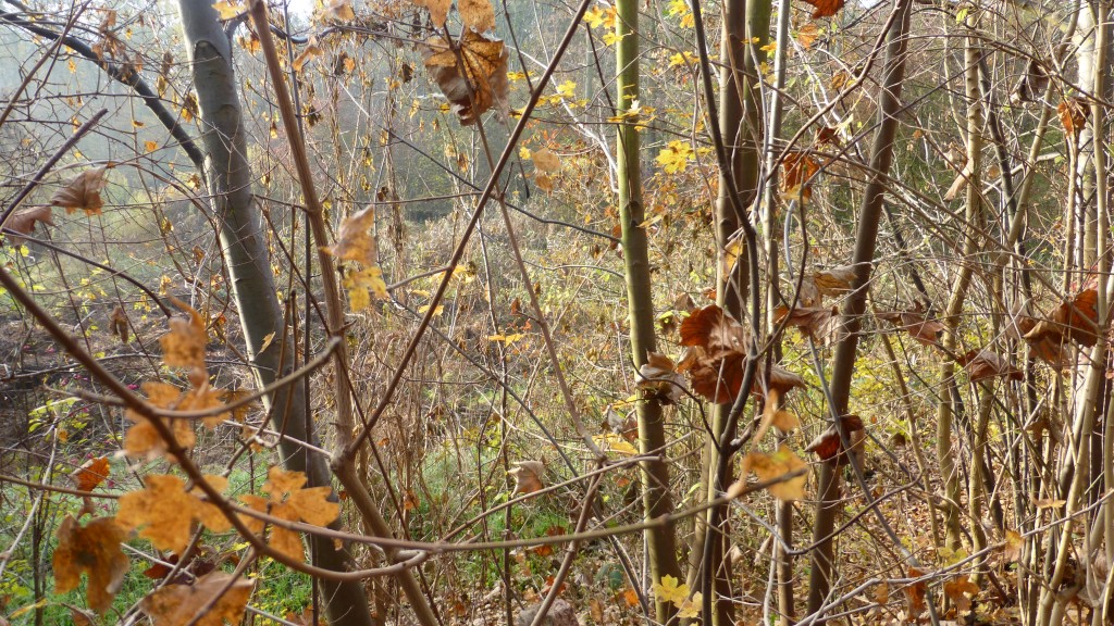 couleurs de l'automne