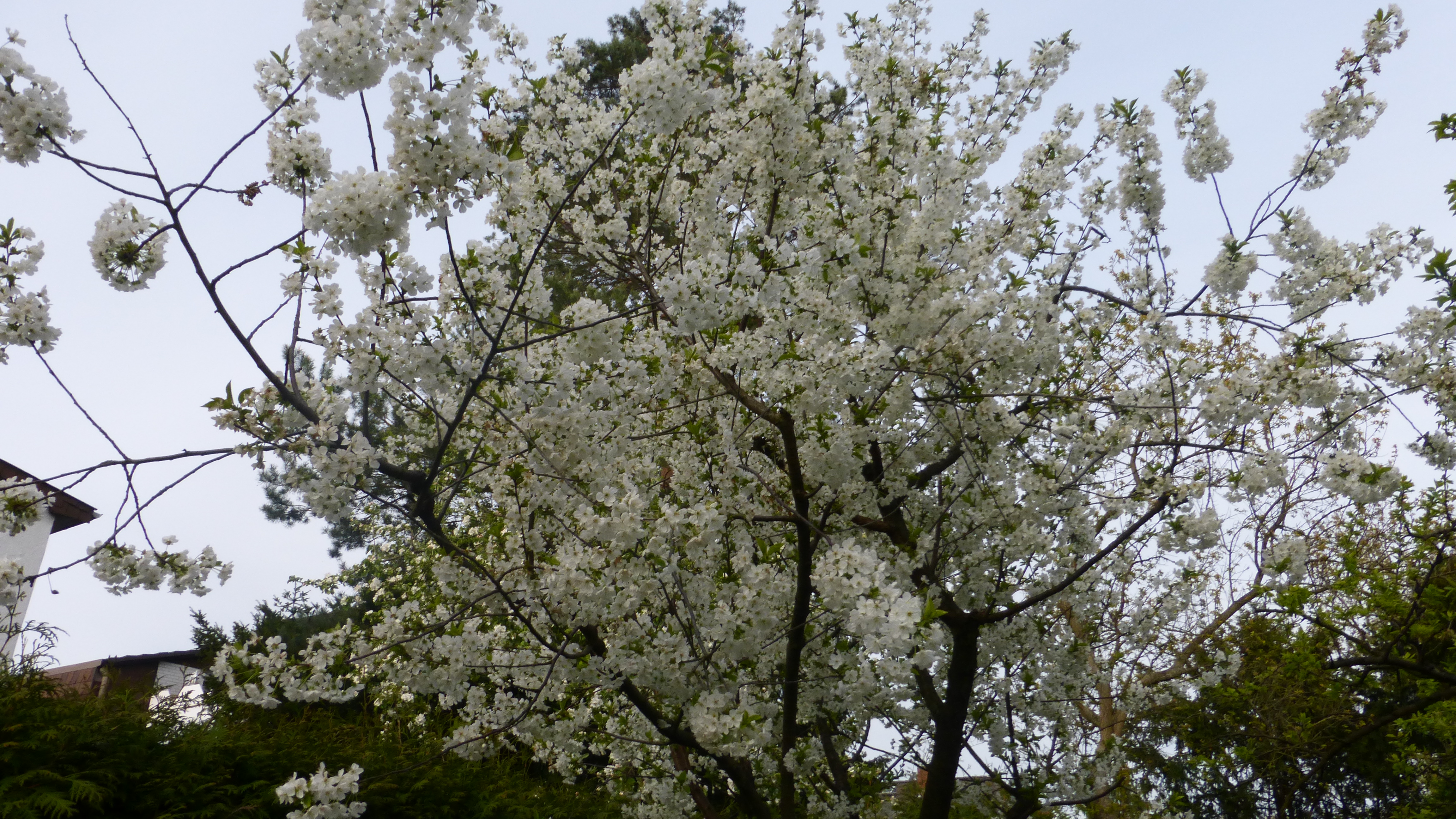 Kirschblüte im April