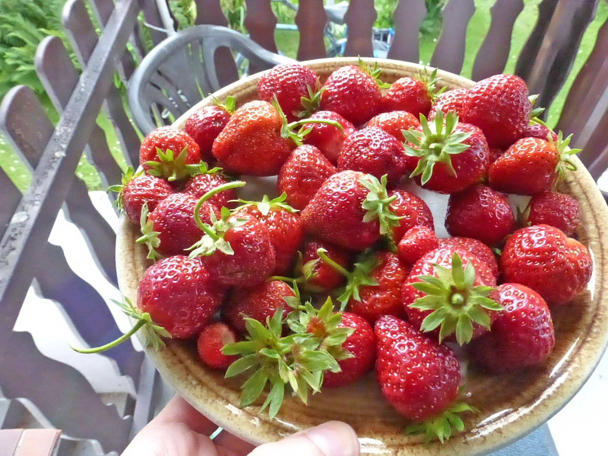 Erste Ernte: Erdbeeren
